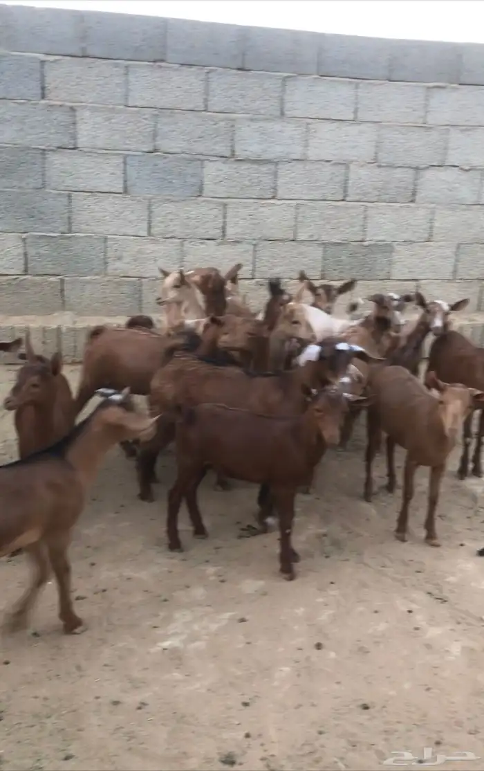 ماعز عمانيات و جنوبيات دهم و عوارض طيبه مراح كامل للبيع 2