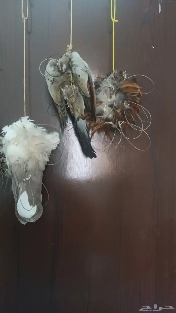 نقول للبيع لطرح الصقور شغل يدوي ماهو تجاري ا 3