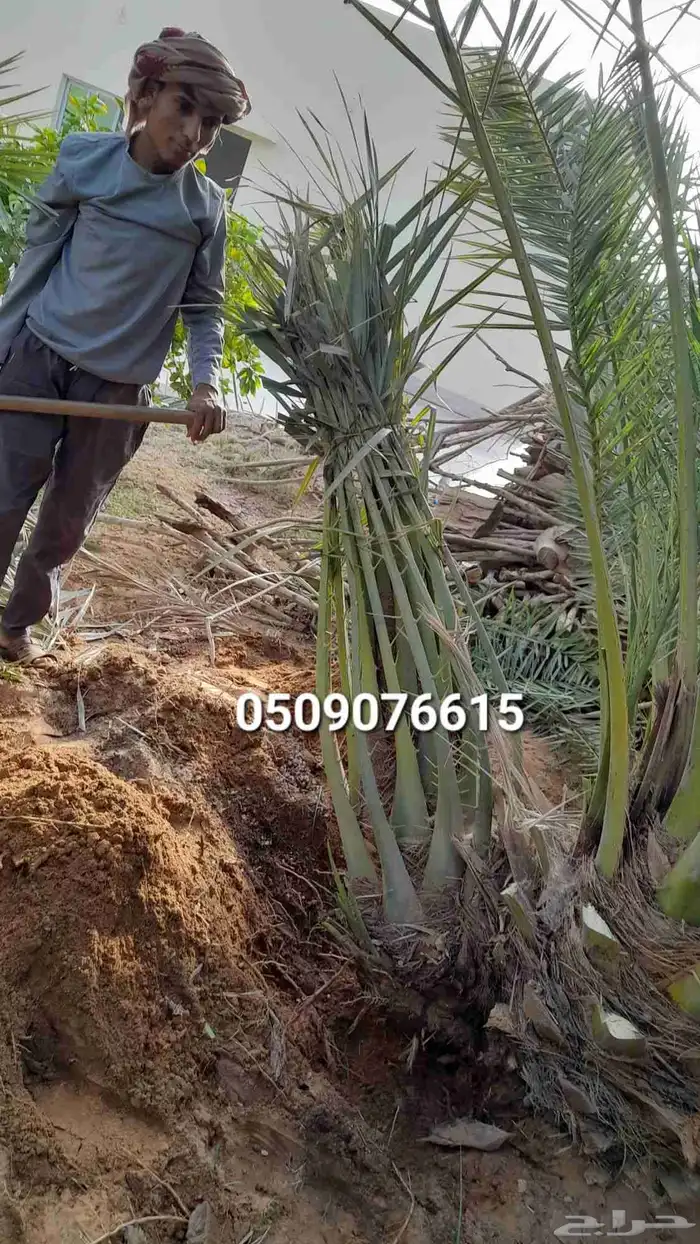 نخل الخميس 1