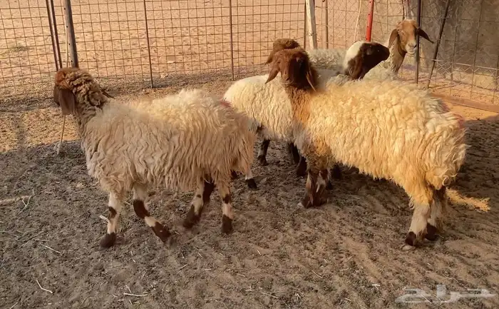 نعيميه معها 3 وجذعات مقاني 4 0