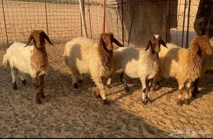 نعيميه معها 3 وجذعات مقاني 4 4
