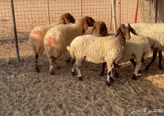 نعيميه معها 3 وجذعات مقاني 4 1