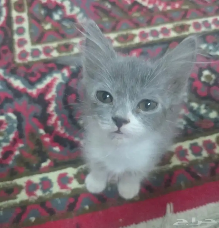 قطط للتبني 2