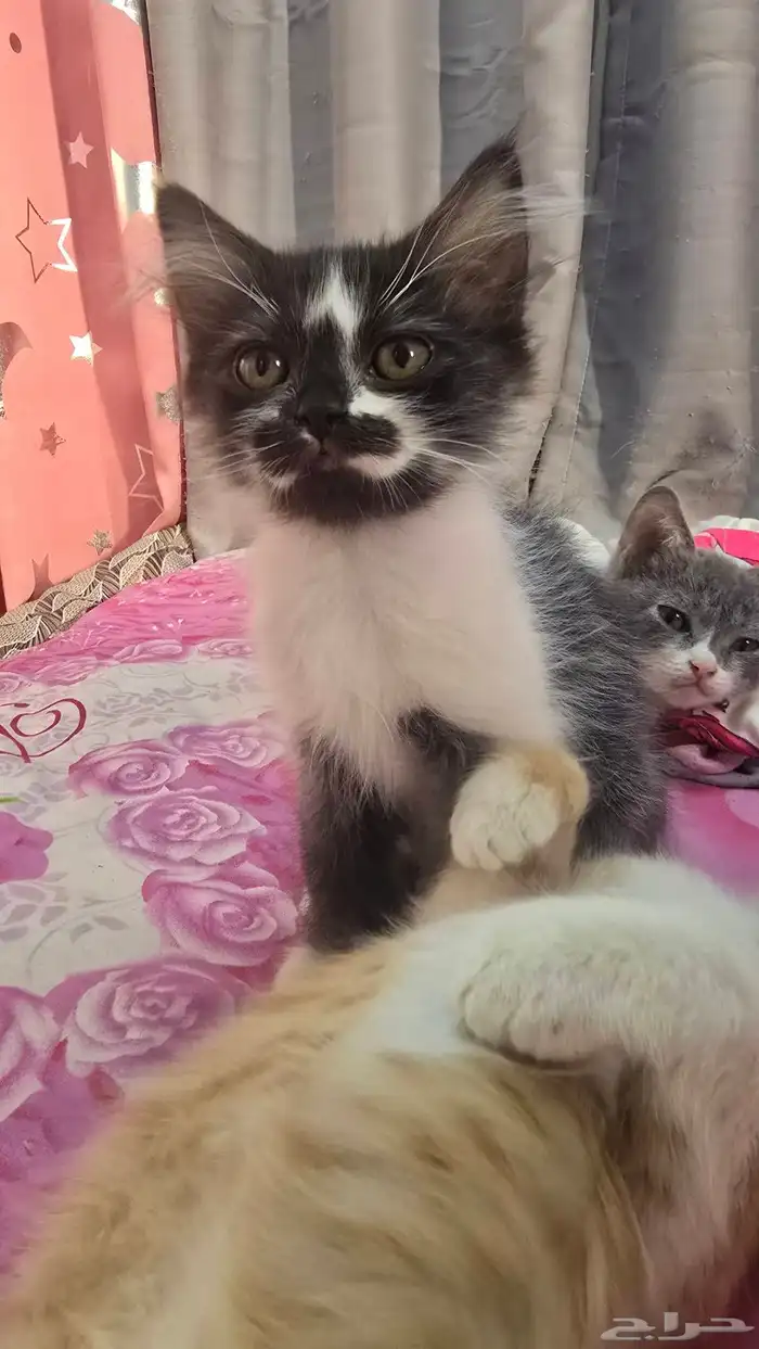 قطط للتبني 1