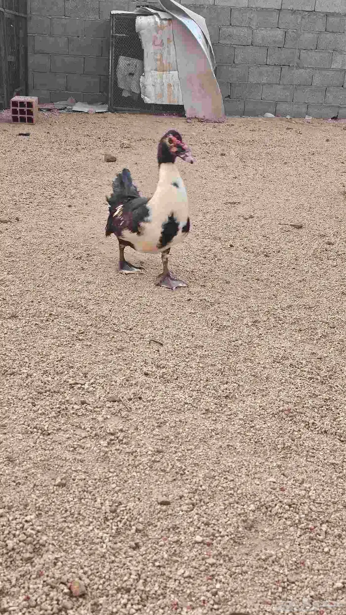 بط بلدي ذكر للبيع 1