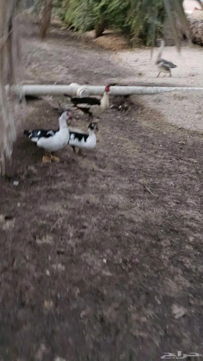 بط مصري 1