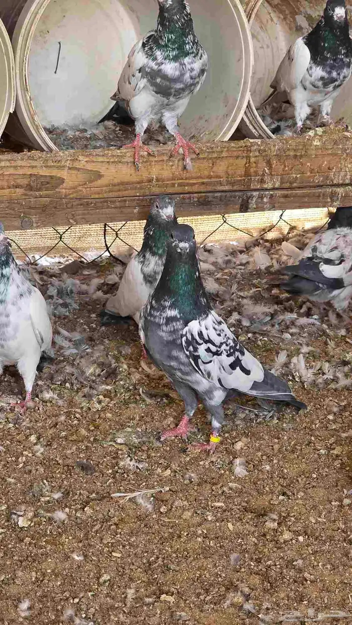 حمام باكستاني 1