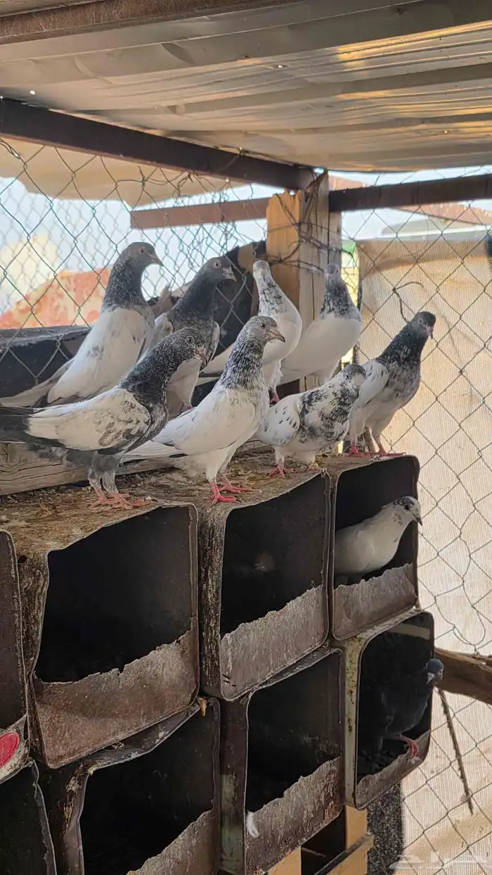 حمام باكستاني 6