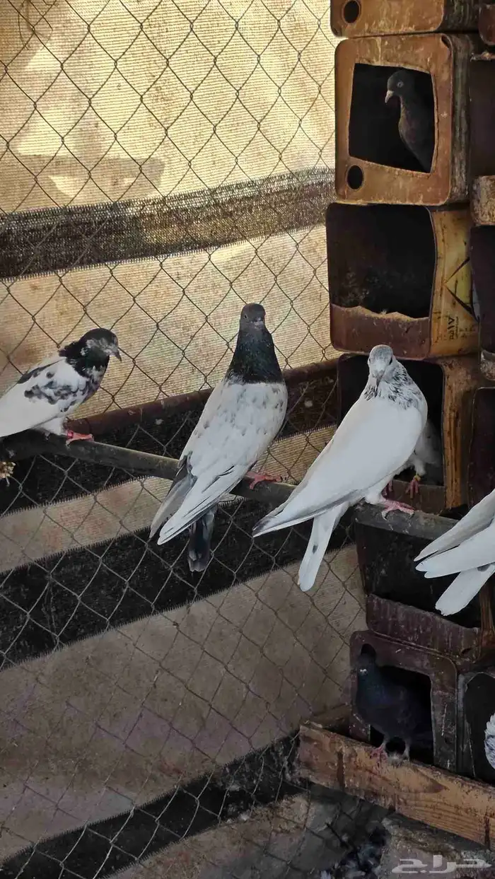 حمام باكستاني 9