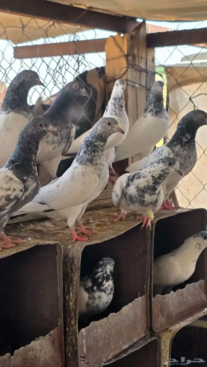 حمام باكستاني 5