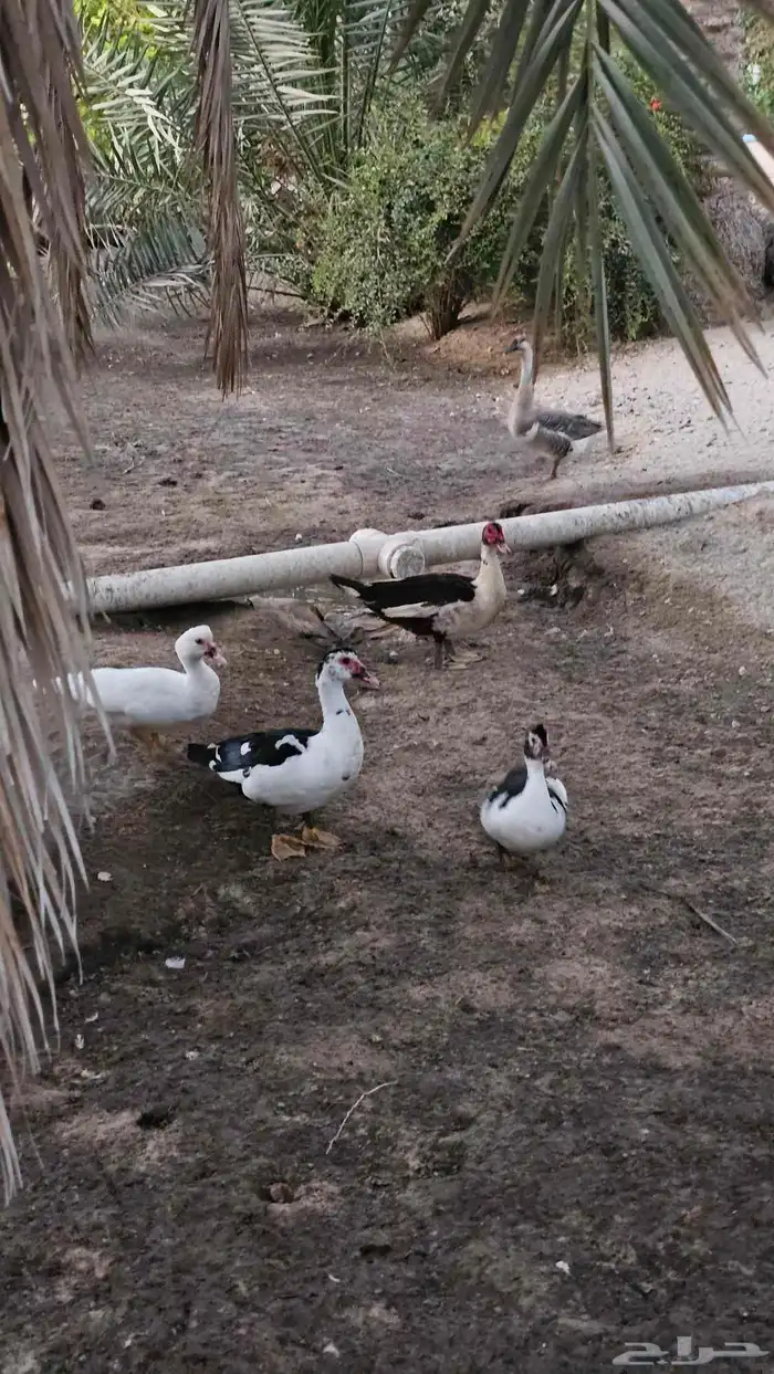 بط مصري 0