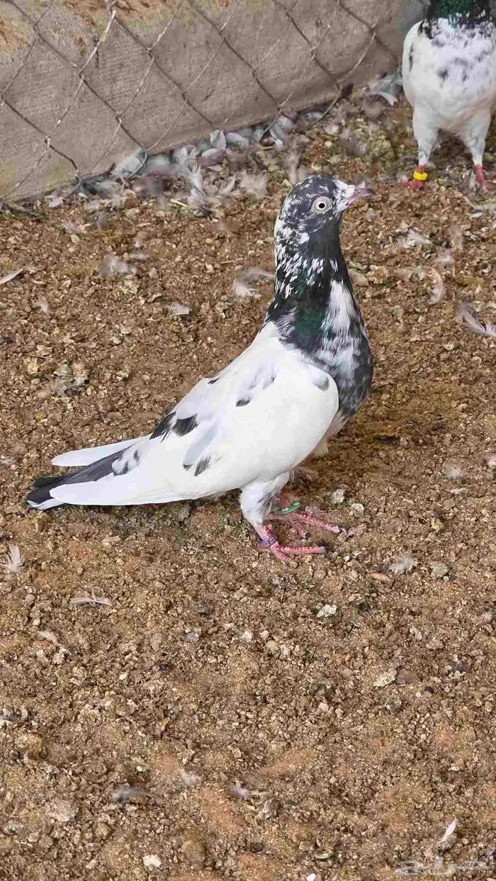 حمام باكستاني 4