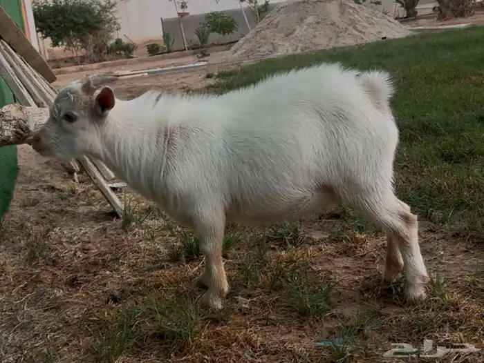 عنز قزميه مضرع سونار (اللون المطلوب) ابيض 4