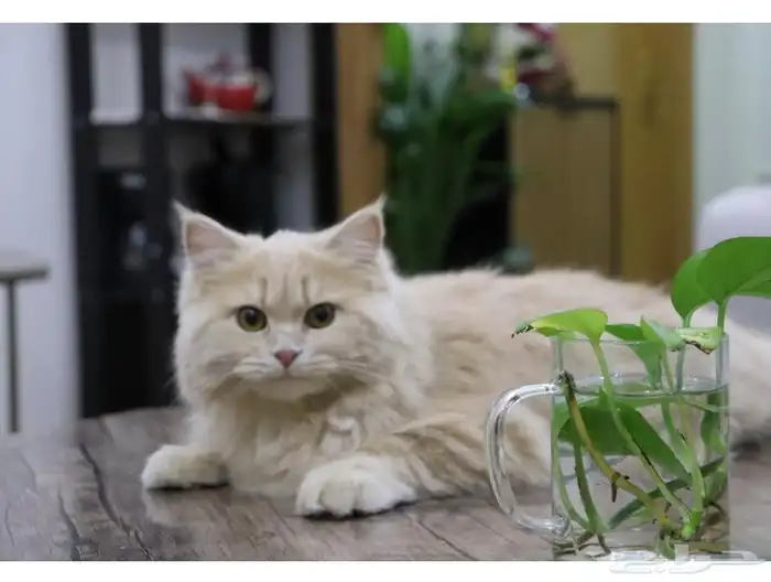 قطه شيرازي 2