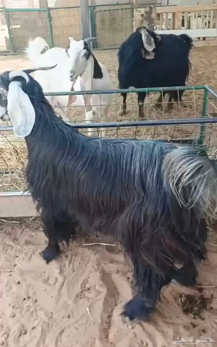 عنز عارضيه صنف و جرم و توها شاقه رباع 2