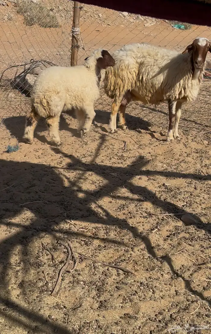 نعجه رغوث 0
