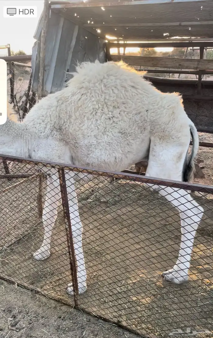 حوار لباني فل شحم 1