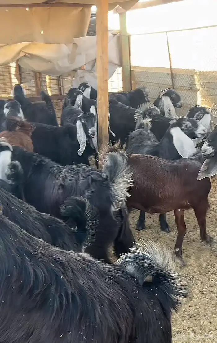 جذعات عوارض للبيع( بيعت خارج الموقع) 3