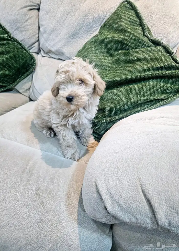 للبيع جراء كلاب صغيرة منزلية 12