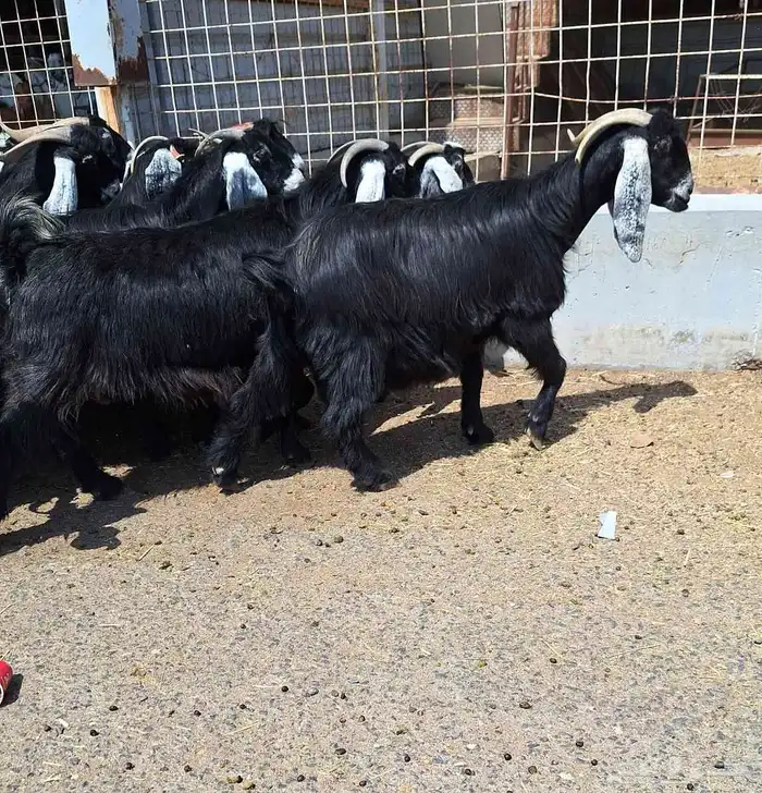 معزا عوارض منايح مراح دفيع العدد 20 با الفحول 2 للقناي 33