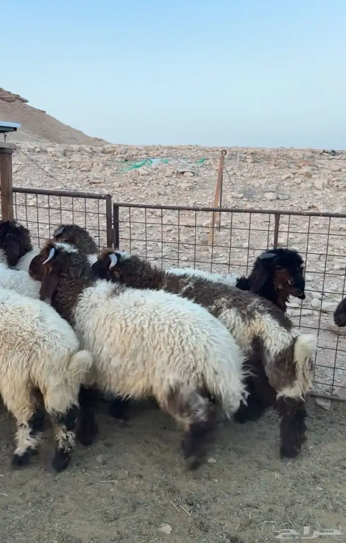 طليان نعيمي هرافى بلدي شرط 0