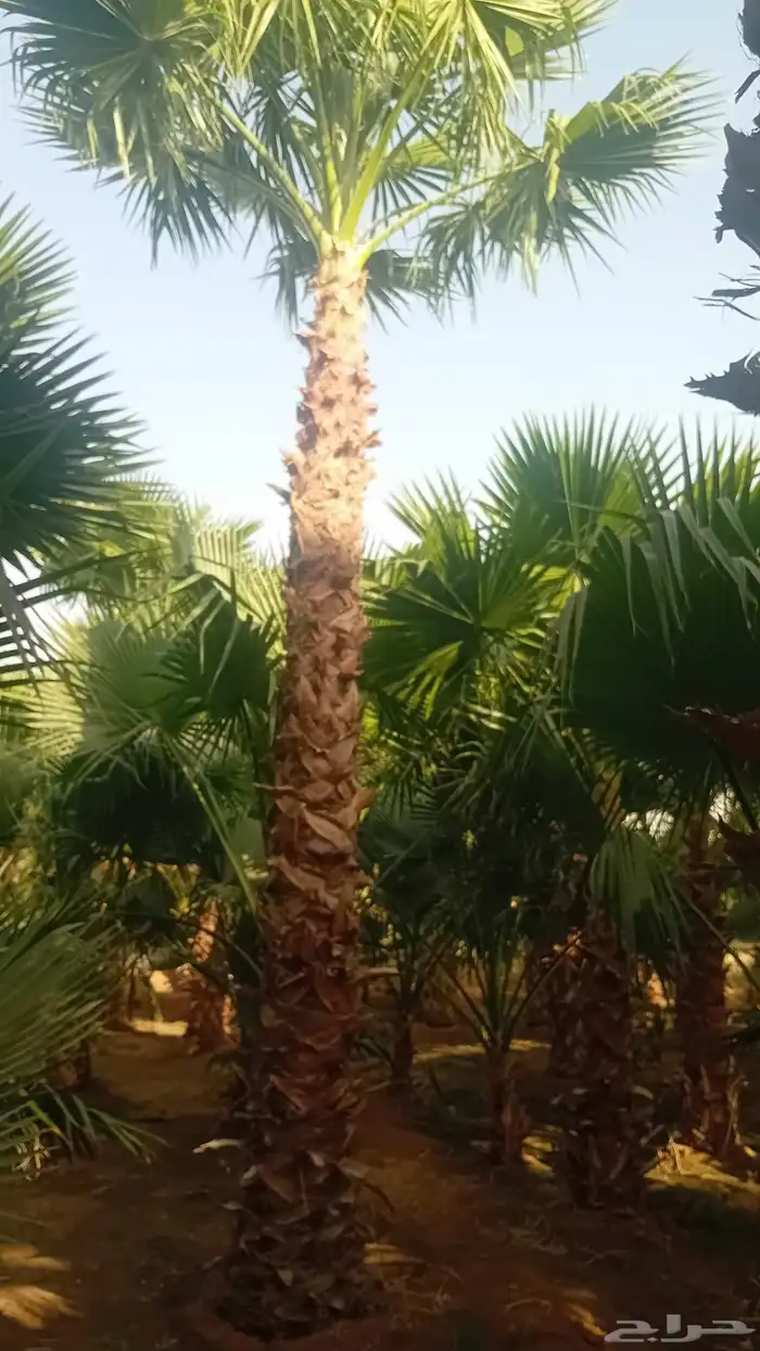 نخل واشنطنيا زينه 3