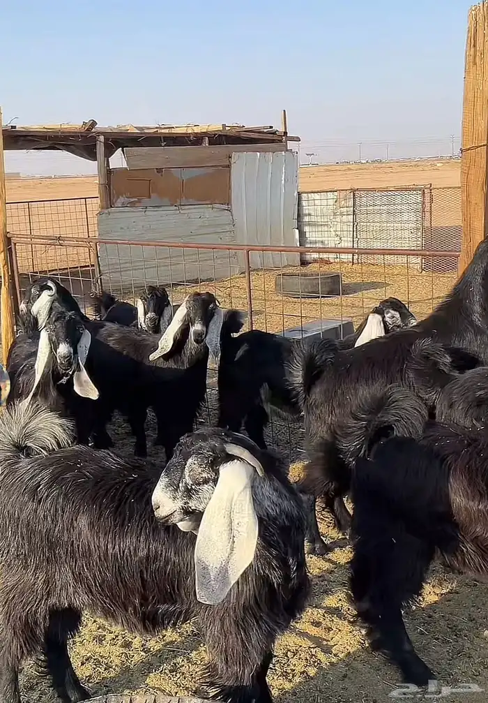 جذعات عوارض للبيع( بيعت خارج الموقع) 1