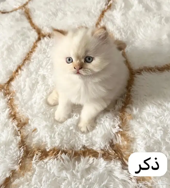 قطط هملايا للبيع 0