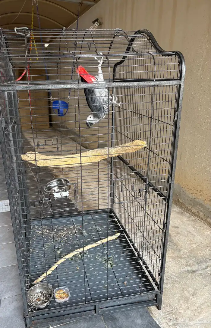 قفص ببغاء 2
