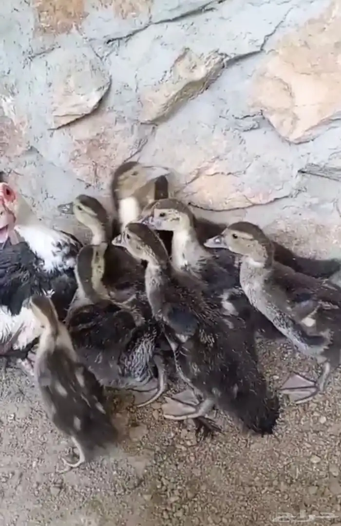 بطة معها 9 عيالها 2