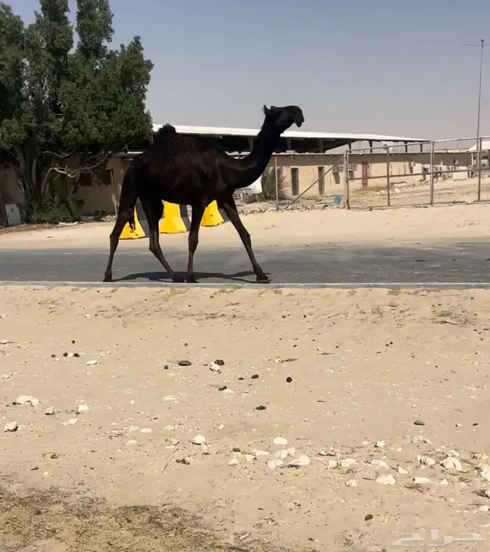 حقتين كفووو وحده ابيها ولد مبروكان الخيارين 0