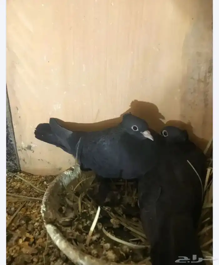 صنعاني تشريبه وكرست أحجام صغيره 0