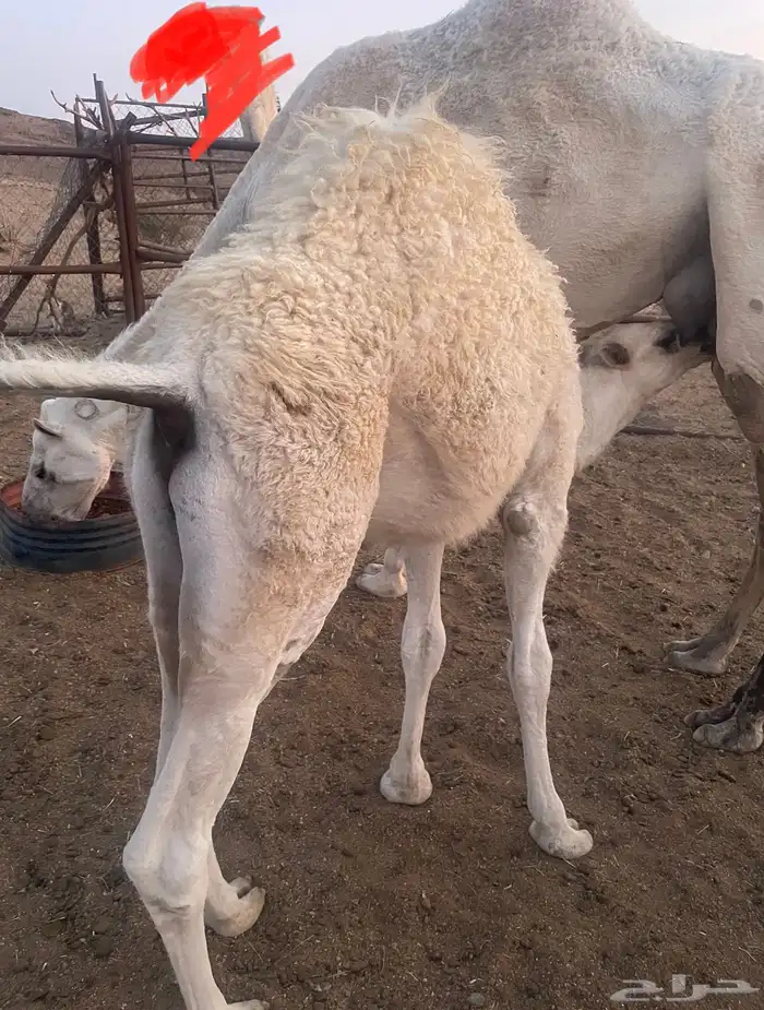 حوار لباني فل شحم 0