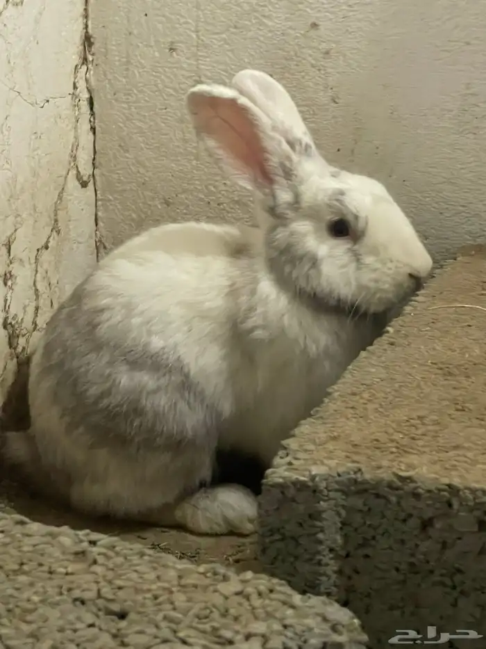 بسم الله ماشاءالله تبارك الله تذكرين ولا حد ينسى من ذكرالله 1