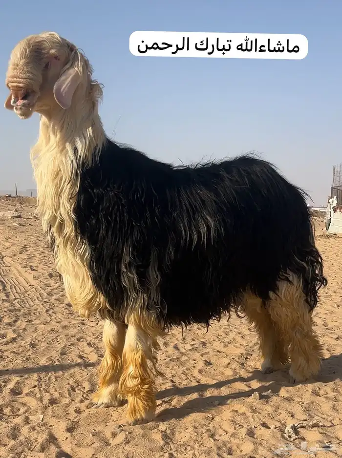 خروف نجدي نادر مشروط النسف ومنتج نوادر ومعرف بطن وظهر 0