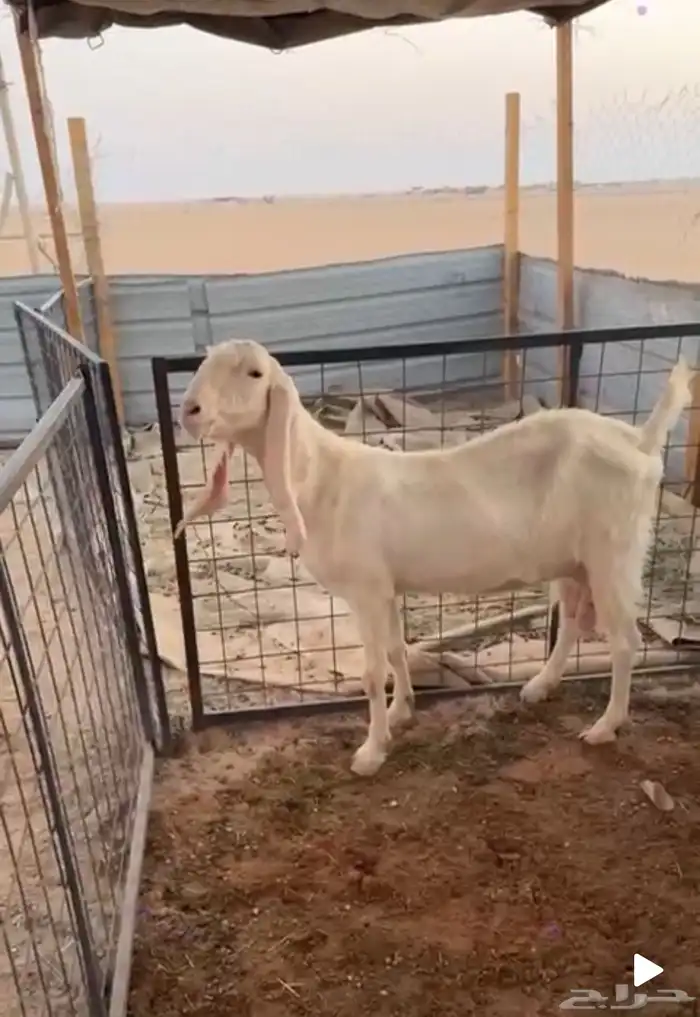 ماعز 0