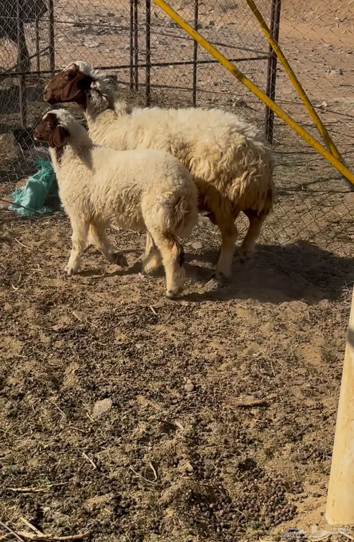 نعجه رغوث 1