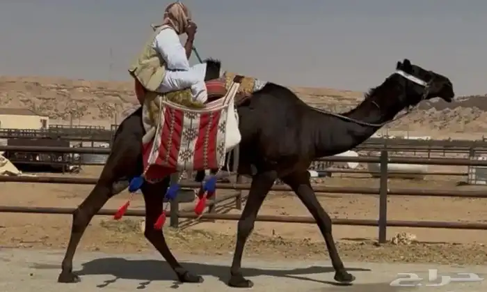 رحول رباع كفو 0