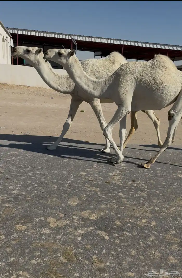 وضح بكار 0