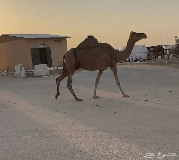 خلفه حدرها بكره وهديه 0