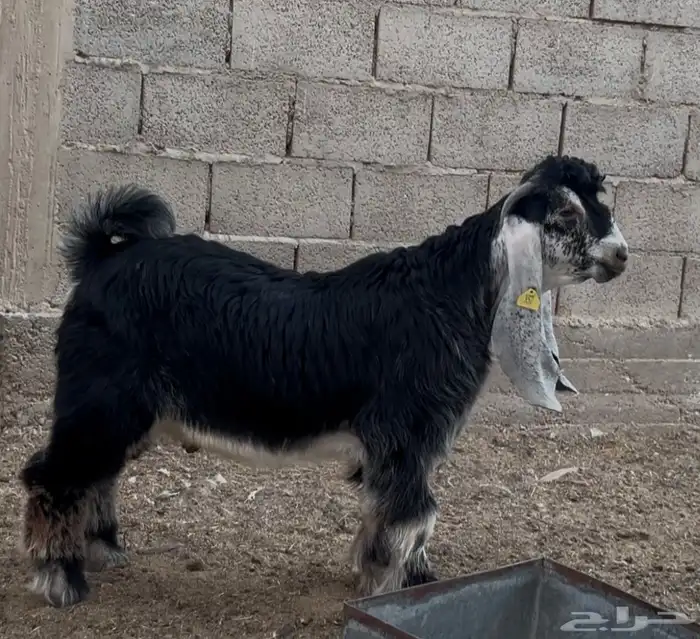 جذع معرف 2