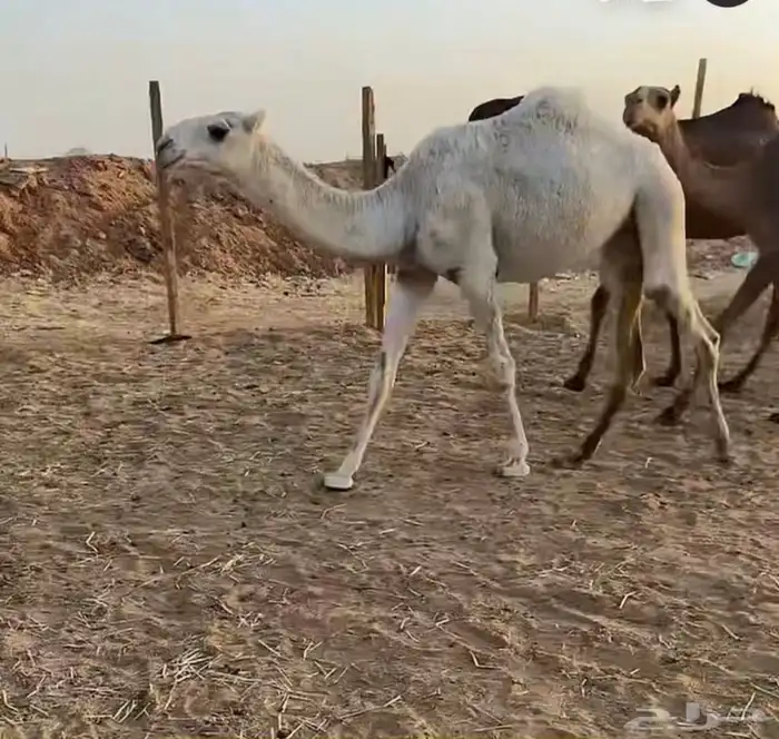بكره مفروده باتليه على الارخم 4