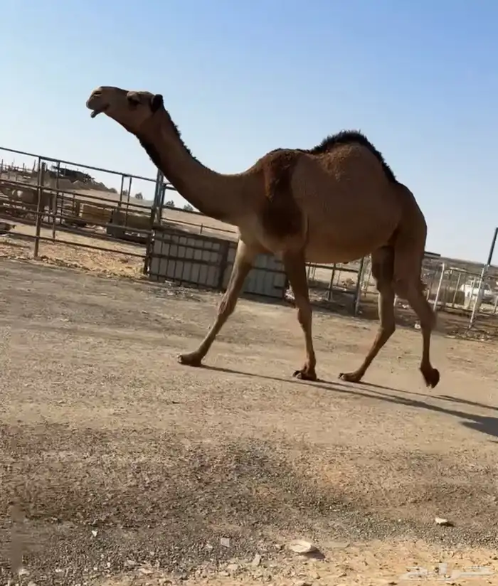 صفرا بكر ضروبه 0