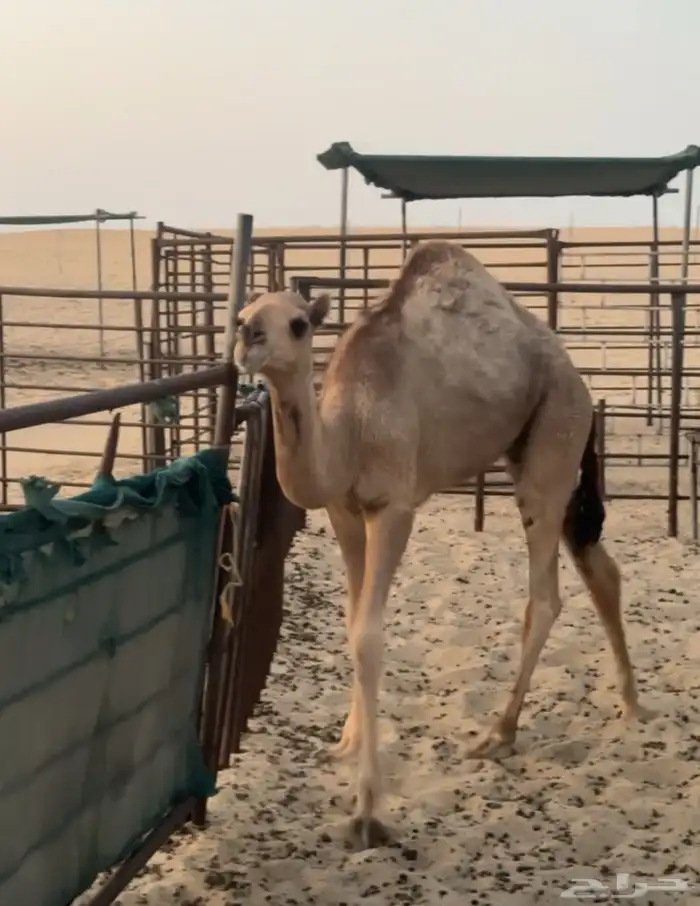 حاشي بلدي اشقح تحت امه 0