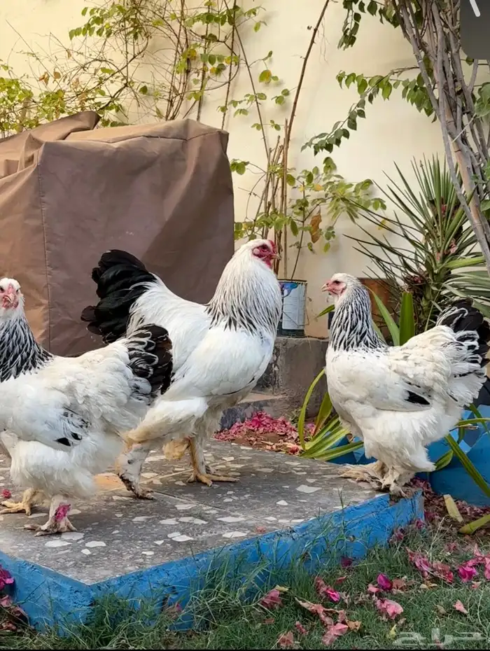 دجاج براهما 0