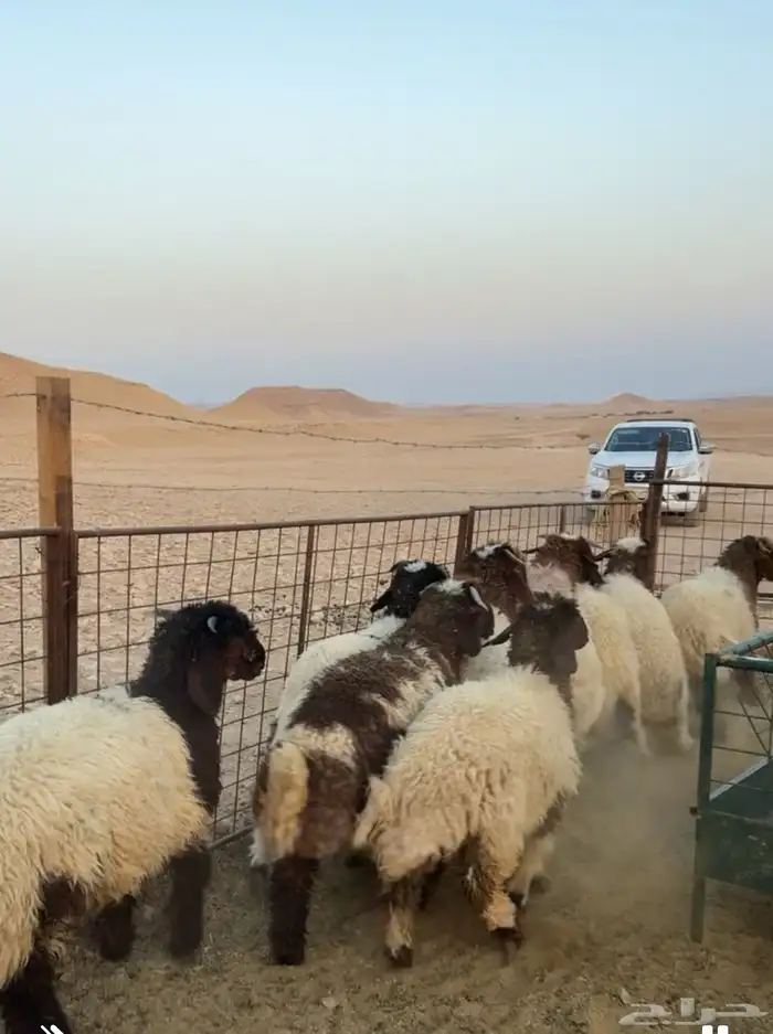 طليان نعيمي هرافى بلدي شرط 1