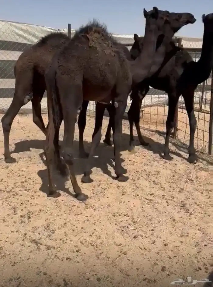 حشو قصب طيبه 1