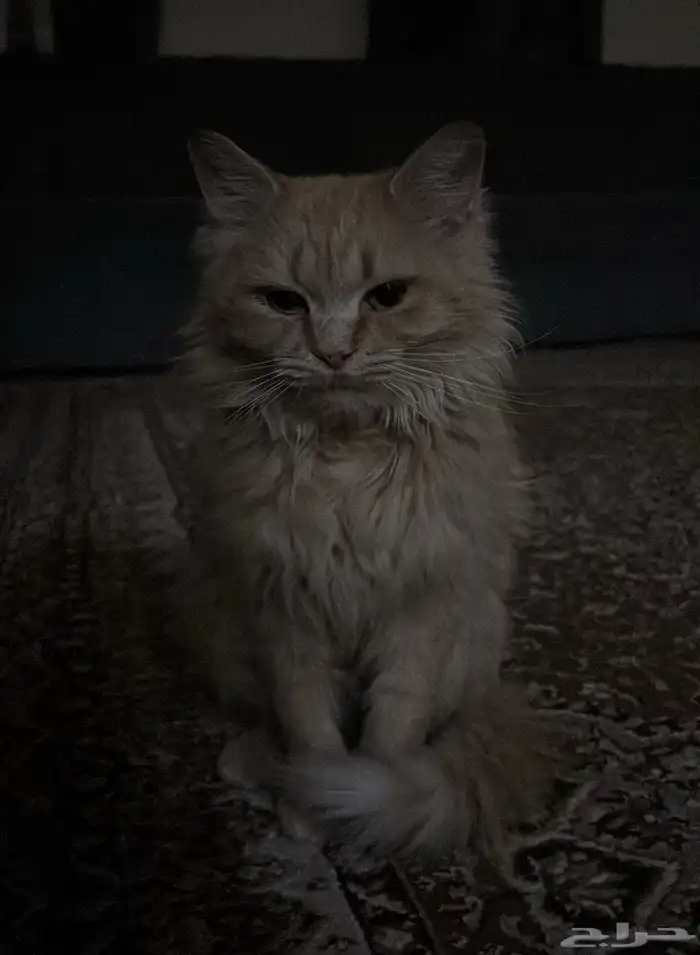 قطوه للتبني 0