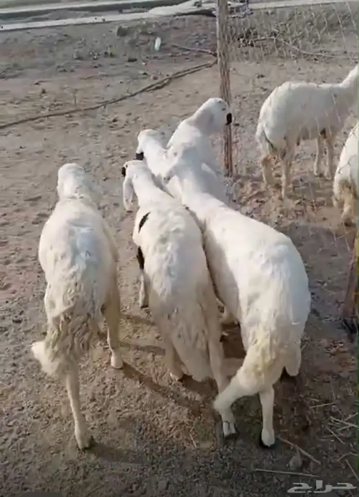 تم البيع خارج الموقع 0