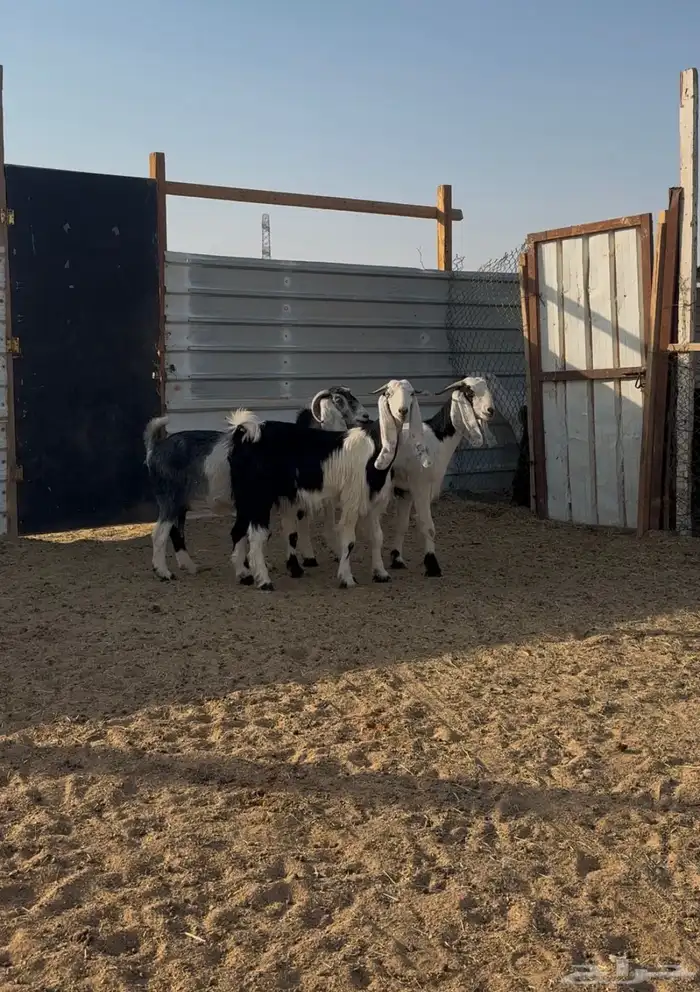 عوارض دفيع شرط 3